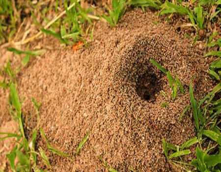 Dedetizadora de Formigas - Niterói e São Gonçalo
