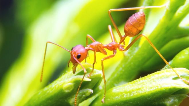 Dedetizadora de Formigas - Niterói e São Gonçalo