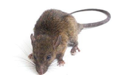 Ratos: por que eles são um problema para sua casa