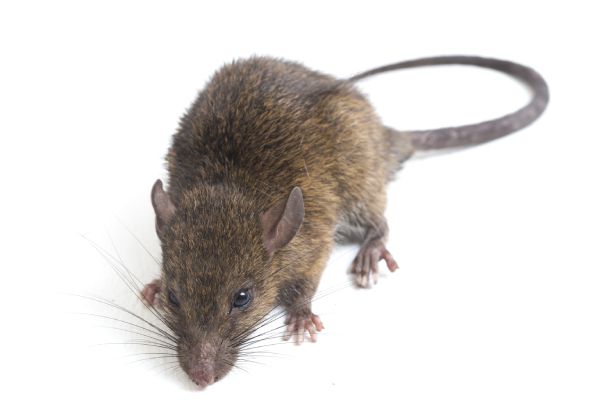 Ratos: por que eles são um problema para sua casa